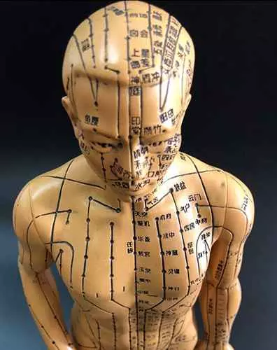 Modello anatomico agopuntura